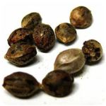 Семена марихуаны АК-47  (Seeds AK-47) в Духовщине
